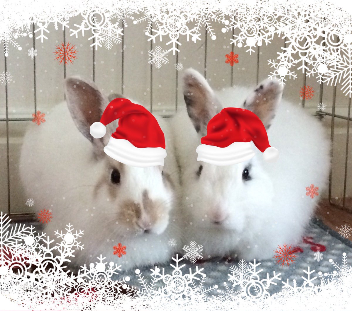 Lagolearn's tweet image. Day 18. Another pair wishing for a white Christmas. Thanks C Eckersley #adventcalendar #rabbit #lagolearn