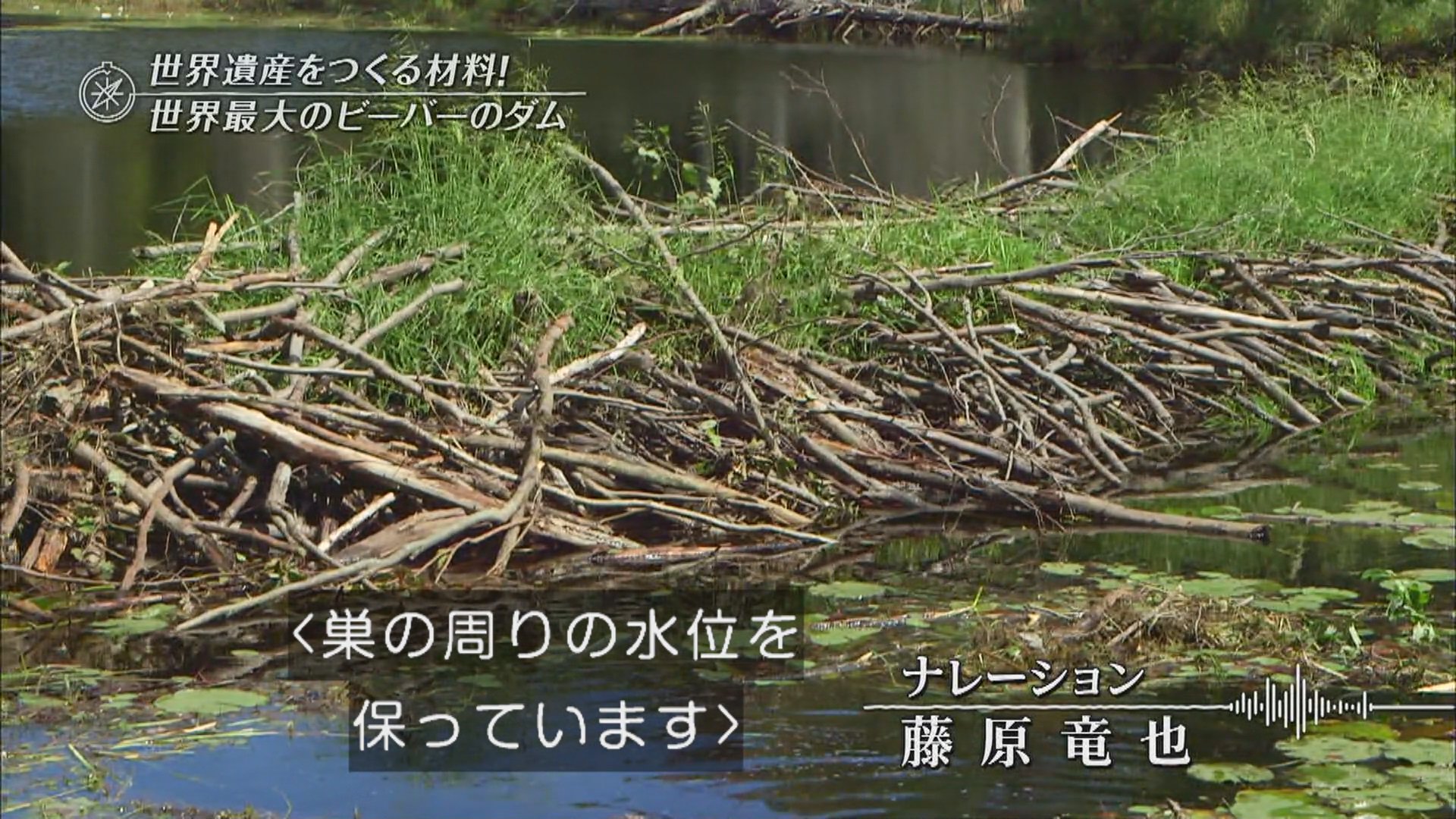なずなず ビーバーの巣作りって水陸両用秘密基地でワクワクもんだし小学校の頃は将来の夢にビーバーって書くぐらい憧れてたの思い出した Tbs T Co Df1tyaonlw Twitter