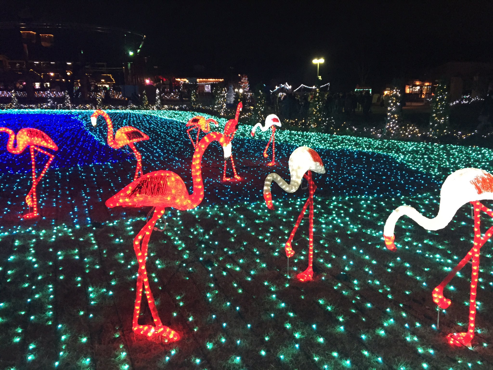 Cocoron イルミネーションのフラミンゴかわいい 東武動物公園 イルミネーション フラミンゴ キラキラ T Co Ou1ufrsflj Twitter