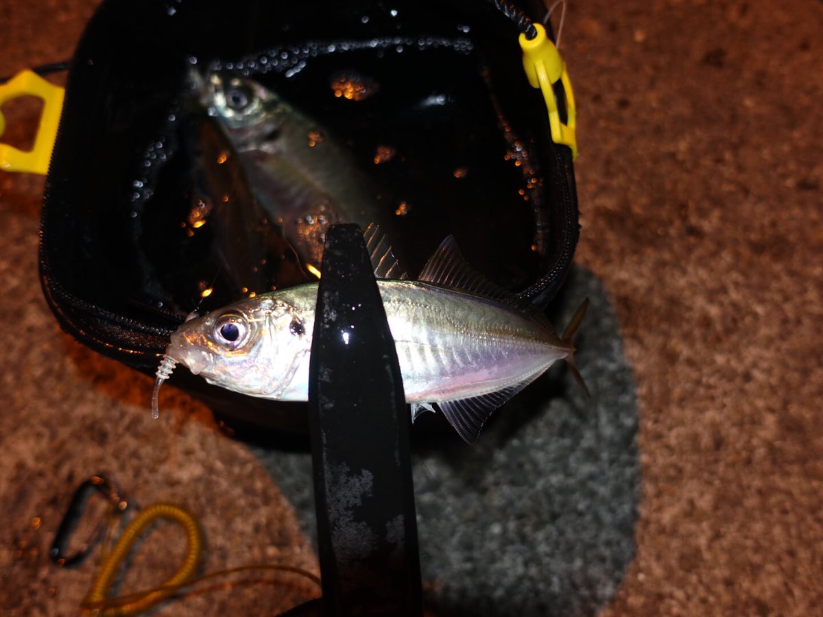 ヨネスケ 日本一周釣りyoutuber 神戸港アジング メバリング 結果はアジ 3 メバル 4 カサゴ 11でした 28cmのアジ釣れたのが本当に嬉しすぎる 冬の神戸ではアジが釣れないと思っていたし ワームカラー ジグヘッドの 重さ レンジ 潮の流れ