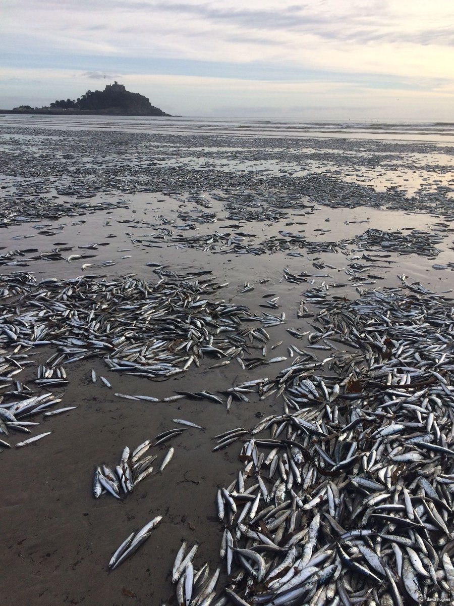 Seasaver's tweet photo. Another Cornwall Beach Littered With Dead Fish https://t.co/9LykVZB4fl #highgrading #overfishing https://t.co/Agw230BeMx