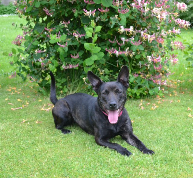 UKRescueDogs's tweet image. #Berkshire @RescueRemedies Known background: Ruby was a domestic violence victim with a lot of baggage. Family ... rescuedogs.org.uk/dog-rescues/so…