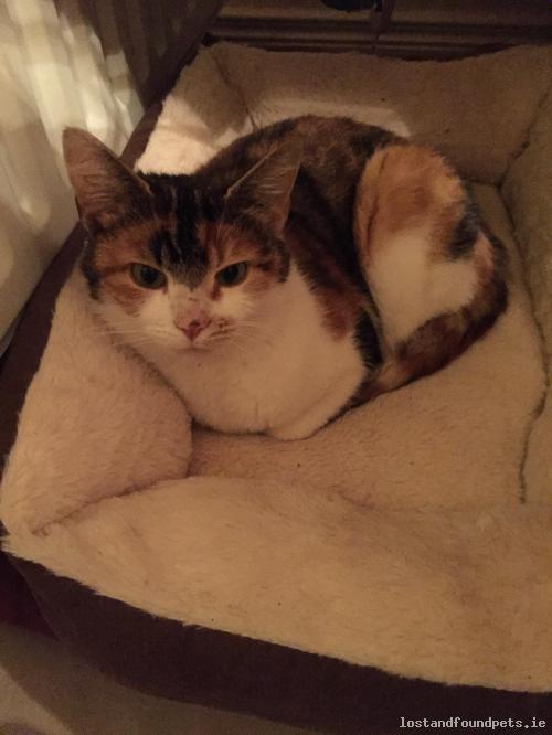 lostfoundpets's tweet photo. A female cat was found on 15/11/2016 in The Local Area, #Kentstown https://t.co/1ErbjcMJOW #fpie https://t.co/8RUSESDKfd