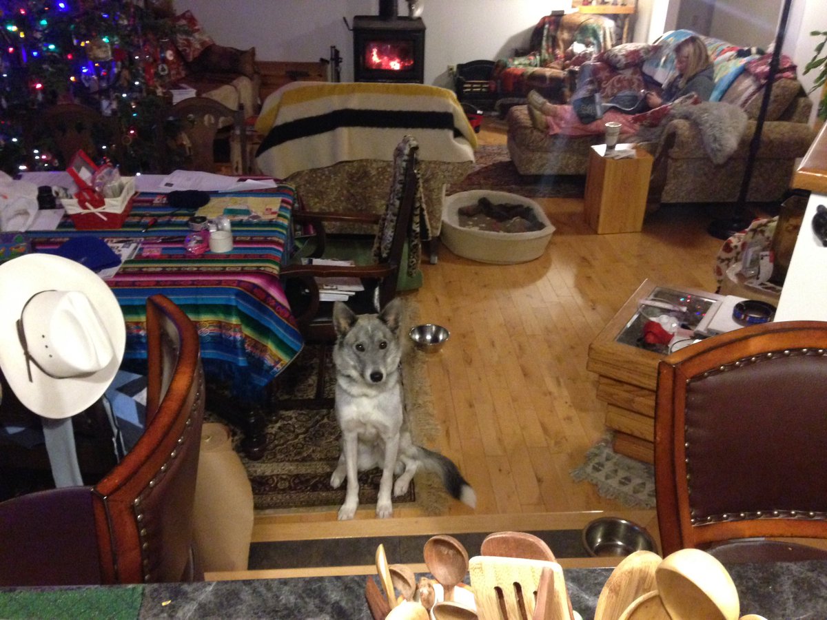 Glenn_Nolan_'s tweet image. Ever have that feeling that you're being watched? #Breakfastcooking #littlebeggar #notonmywatch