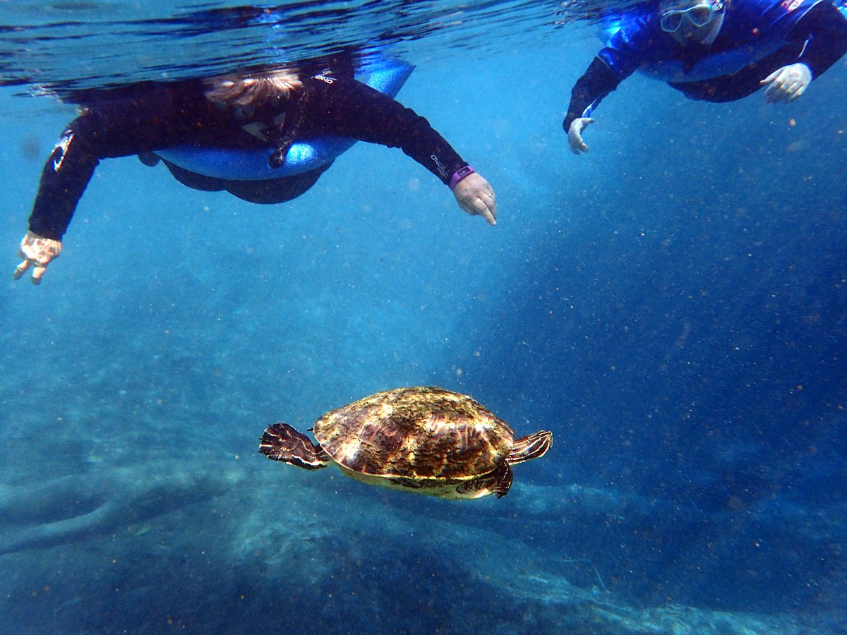 RiverSafaris's tweet photo. A surprise visitor! King's Bay is home to many different types of turtles. #wildlife #turtle https://t.co/5fIxRr0hFg