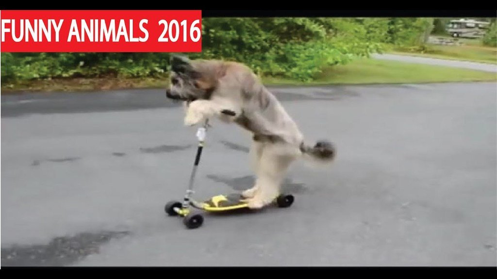 TheFunBuzz's tweet image. youtu.be/Ge7SVqd5vjQ ►Funny And Cute Animals Videos Compilation ★Funny Videos 2016 HD★FunBuzz