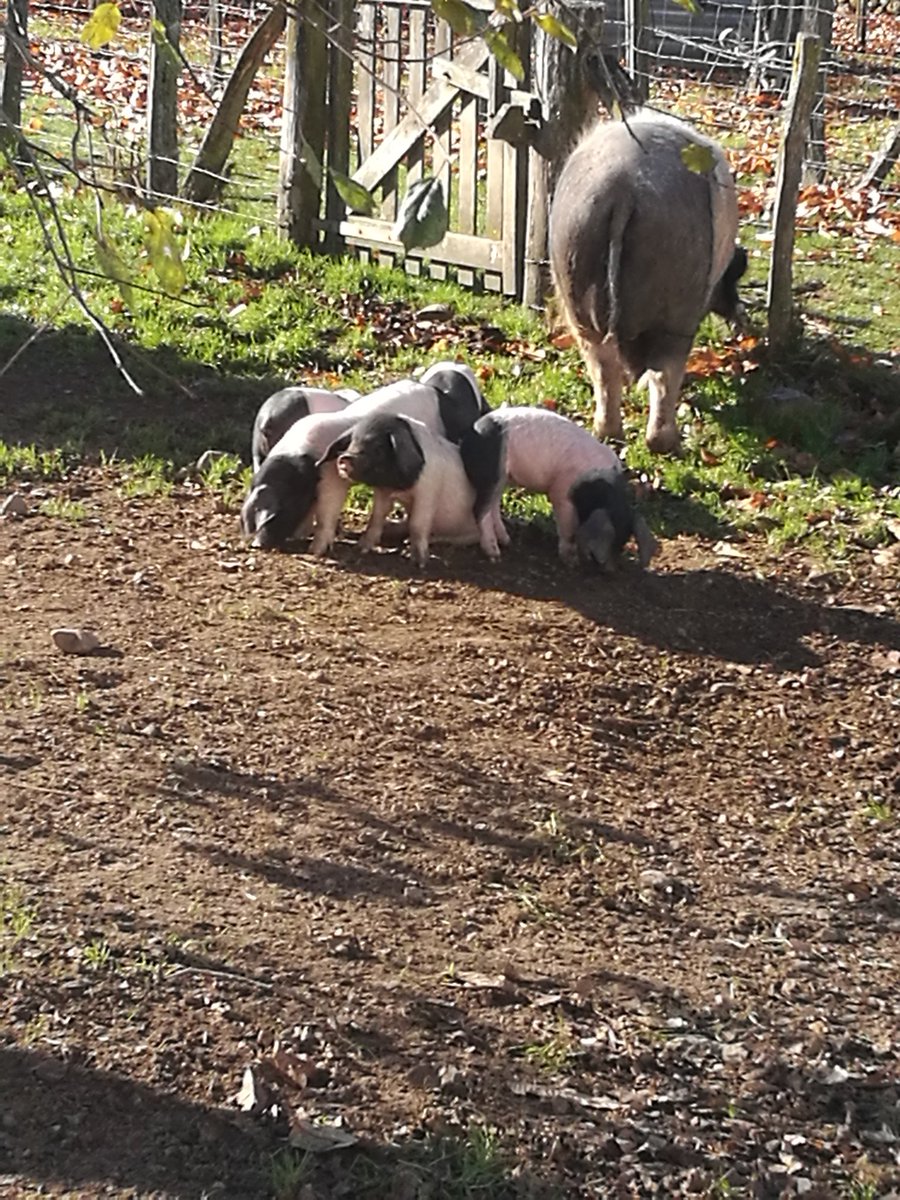 # Futur jambon quintoa#super accueil a la maison oteiza.