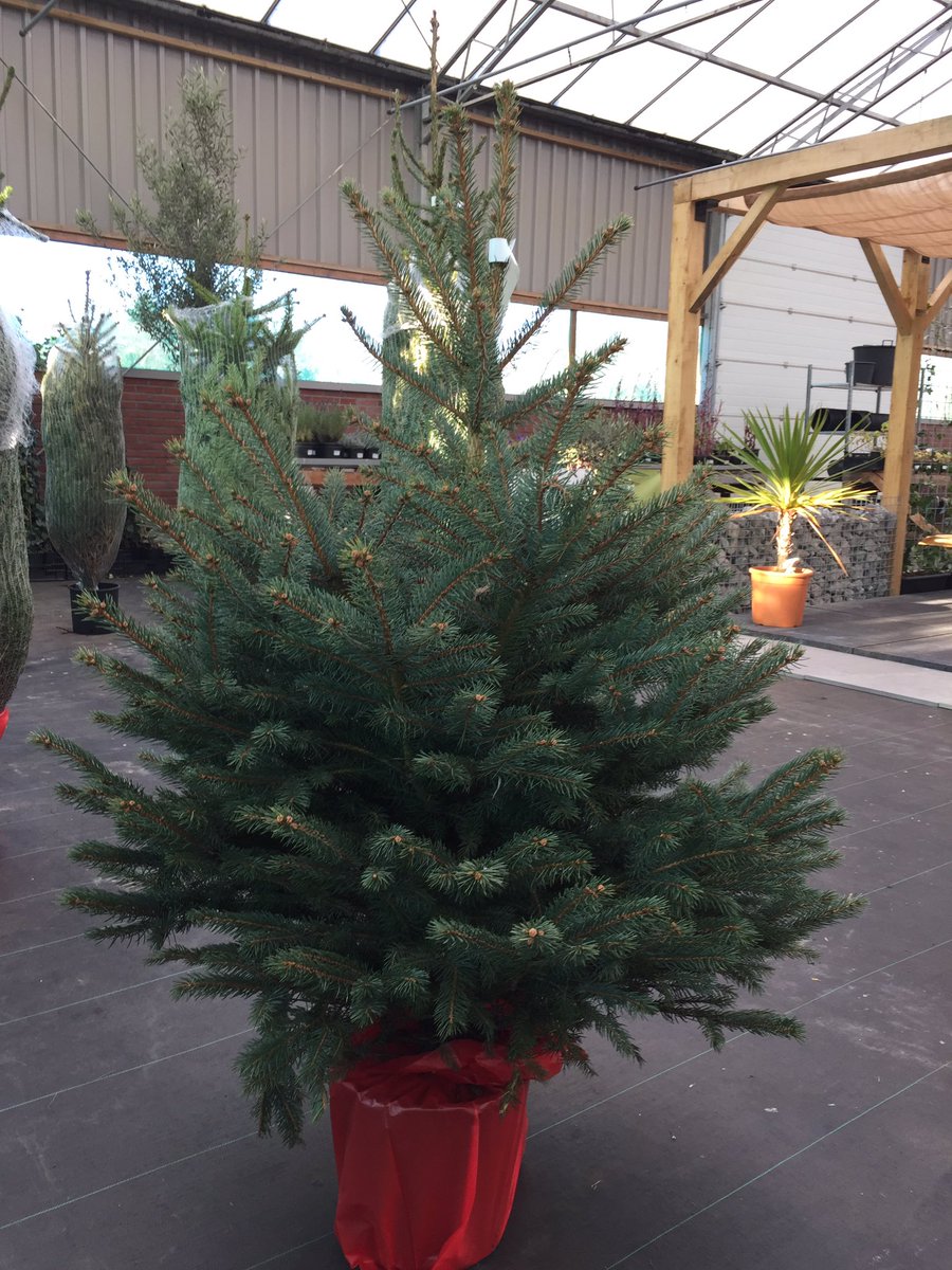 Ook dit jaar hebben wij weer volop keus uit mooie kerstbomen!🌲🎄