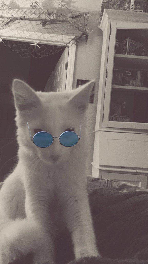 clromero77541's tweet photo. #ThugCats🐾 @only2rab @PosiePosie1212 @Suntan48 @CoquiBared @lovmelikeyudo @saravastiares @patdefranchis @sadeelhashmi @sophie_woolley https://t.co/B1jGBctlHm