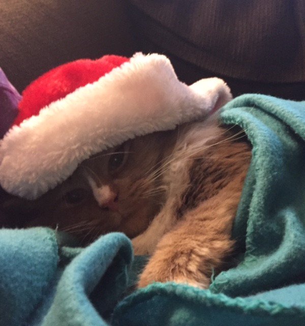 ThePrincessCat1's tweet photo. My humans did this to me. I'm too lazy to move, but I am planning their demise. #catlife #dontinterruptmynap https://t.co/rwsnMSGSWK