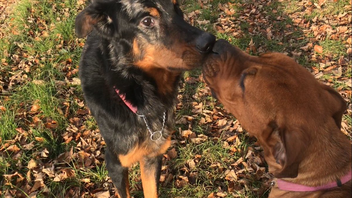 BearRehoming's tweet photo. Fudge flirting outrageously with my Echo!! #AdoptDontShop https://t.co/6HG7QkL0g5