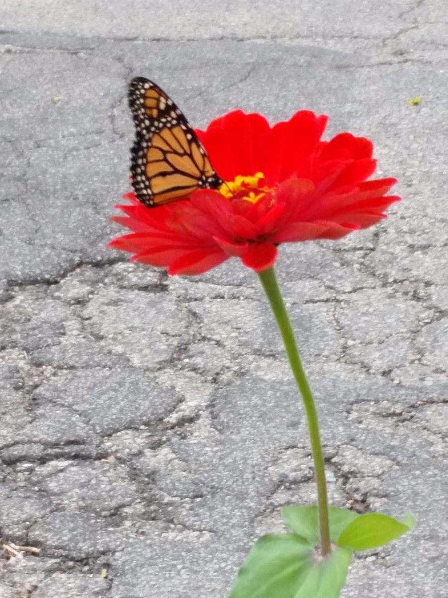 ppbpower's tweet image. When you feel confused, frustrated, overwhelmed observe nature. #perfect #perfectsystem #natureheals