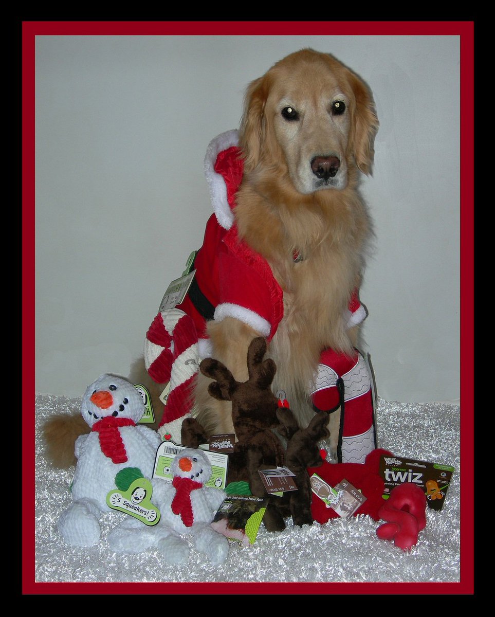 WelcomePup's tweet photo. Don't forget the dog! https://t.co/OV5blL2hTu. Send dog toys in a holiday box to a dog you love! https://t.co/SAbacXFTaF