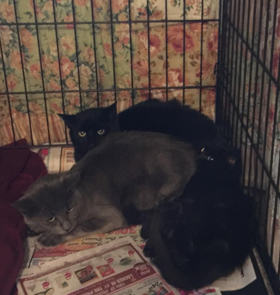 DDAF_org's tweet photo. These kitties were rescued by our grantees at Cause 4 Paws and spayed/neutered. https://t.co/Fx65CaqIxB