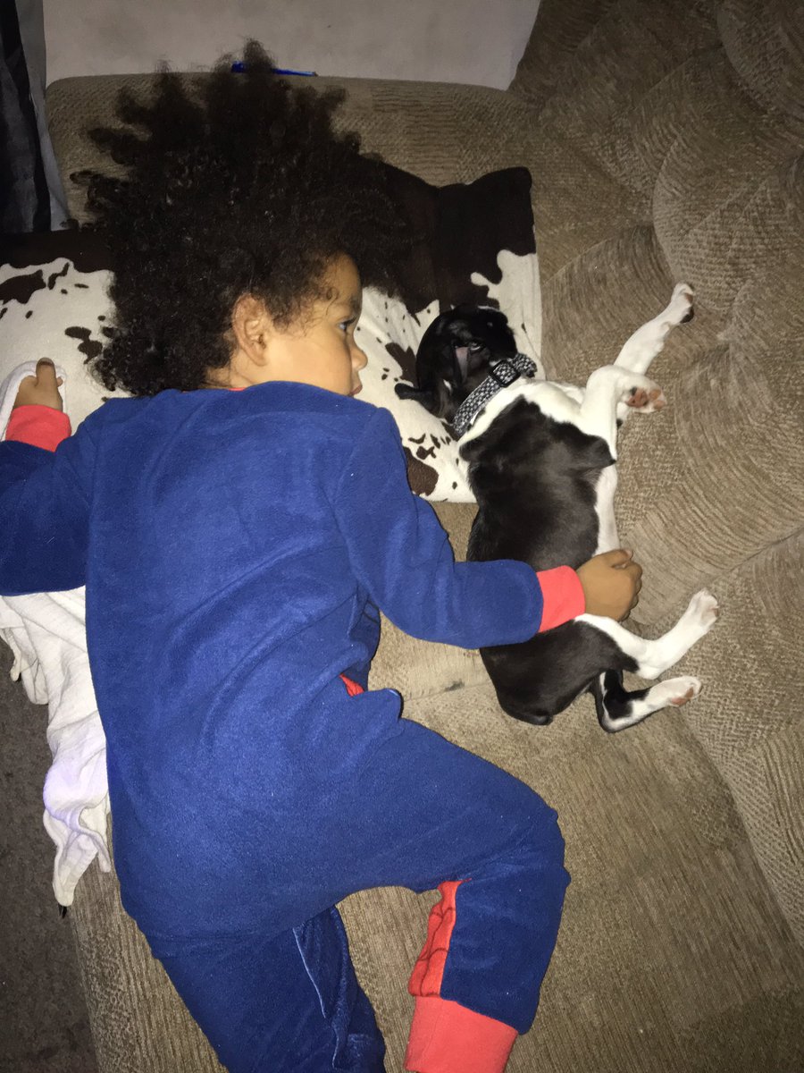 emmalittleminx's tweet photo. #bestfriends #bostonterrier https://t.co/aOtipNtc8E