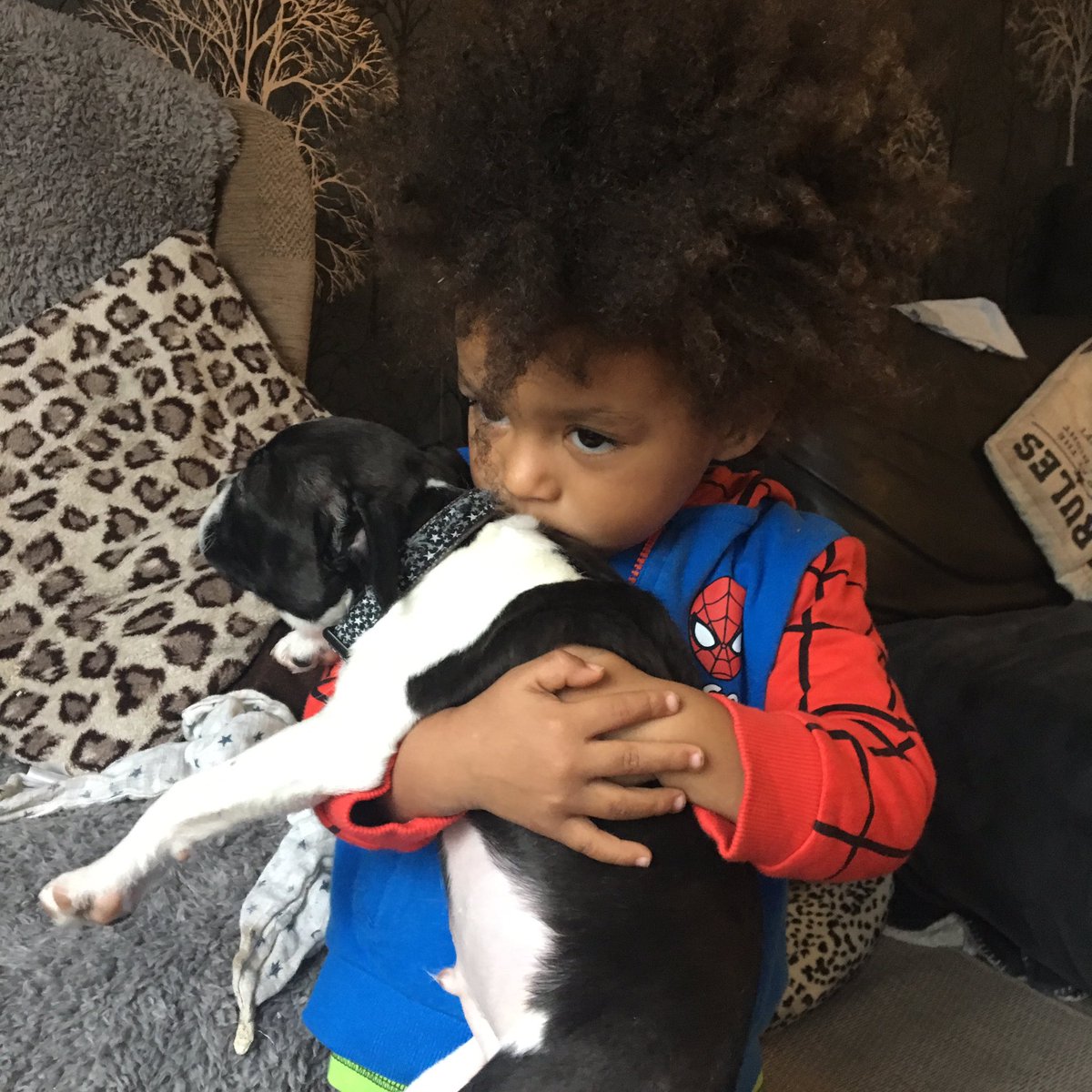 emmalittleminx's tweet photo. #bestfriends #bostonterrier https://t.co/aOtipNtc8E