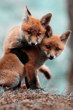 the_dailyfox's tweet image. This is the 999th daily fox pic - only one to go until a 1000. Will we reach 2000 fox friends until then? Spread the fox...word. #dailyfox