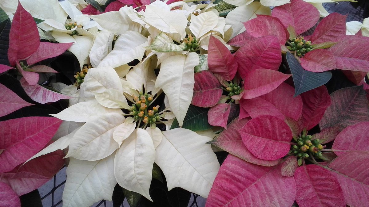 ParksRetail's tweet image. We don't have to settle for the ordinary anymore! Our Christmas color selection is wide open in Poinsettias and Christmas cactuses.