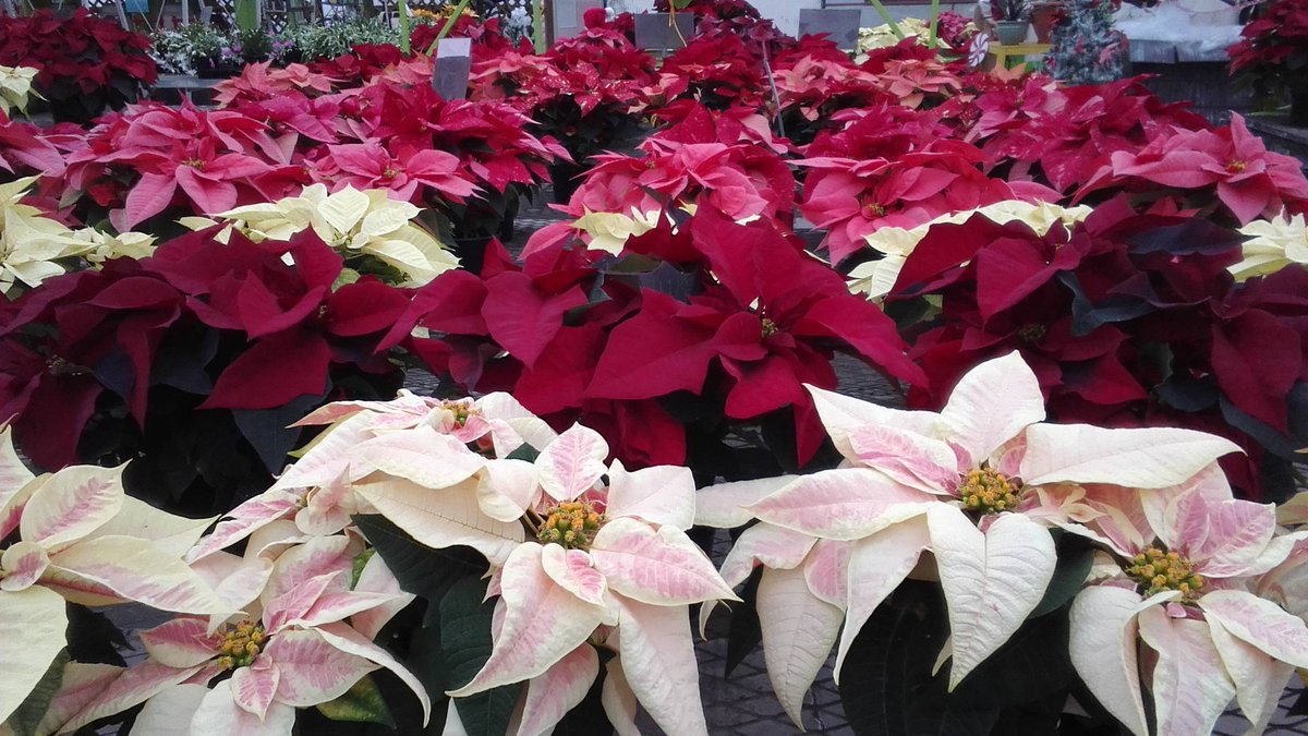 ParksRetail's tweet image. We don't have to settle for the ordinary anymore! Our Christmas color selection is wide open in Poinsettias and Christmas cactuses.