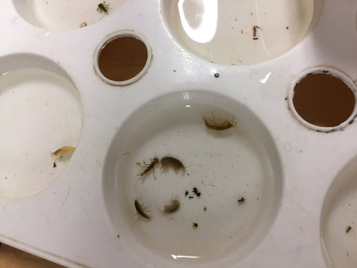 SASB_SCIENCE's tweet photo. Some river sampling today! @sasbhighschool #riverardle #fieldstudies #advancedbio https://t.co/Ios0JdHUTx