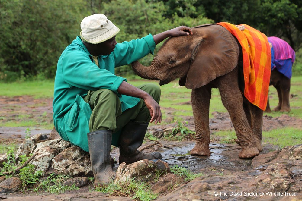SheldrickTrust's tweet image. Still looking for #ChristmasGifts?We've got you covered! Foster an orphan &amp;amp; help us care for Kenya’s #elephants: thedswt.org.uk/christmas-fost…