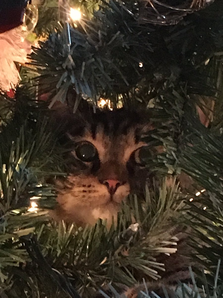 dawnhoweth's tweet photo. My cousins sweet kitty playing peek a boo with me. #kittyinthetree #peekabookitty https://t.co/apoOAXQunW
