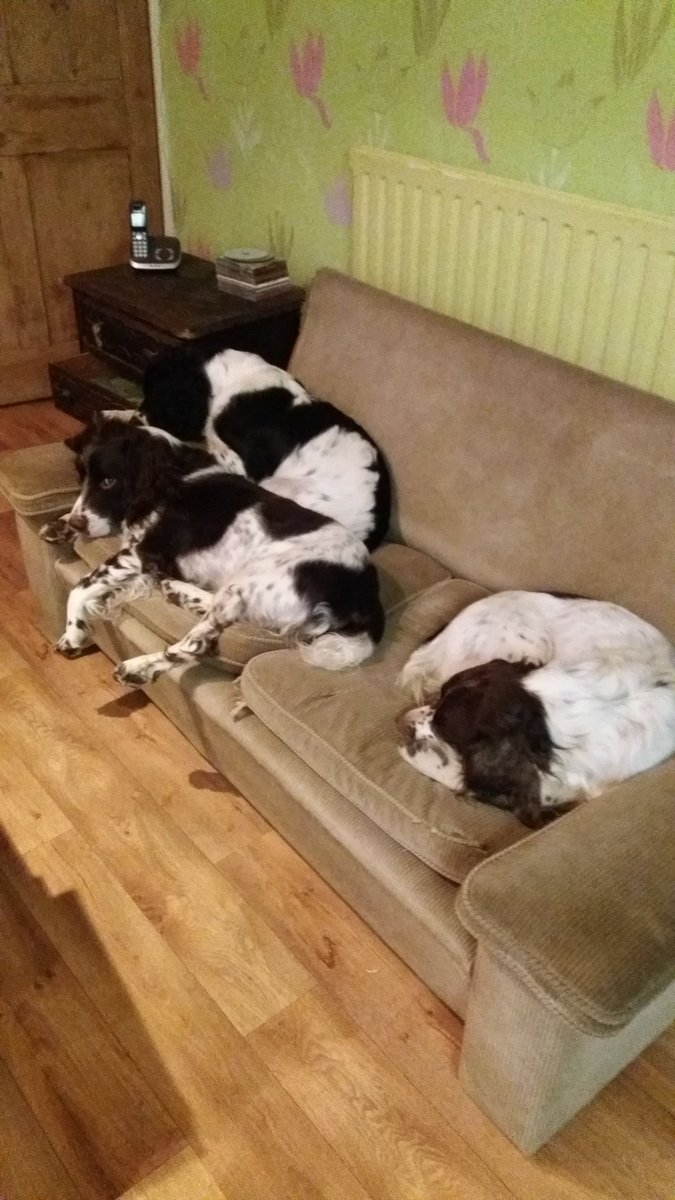 Bestestgundog's tweet image. Humummy trying to do santa shop on line and is making v v bad words cos puter keep timin out.  we lyin low... #wisedogs