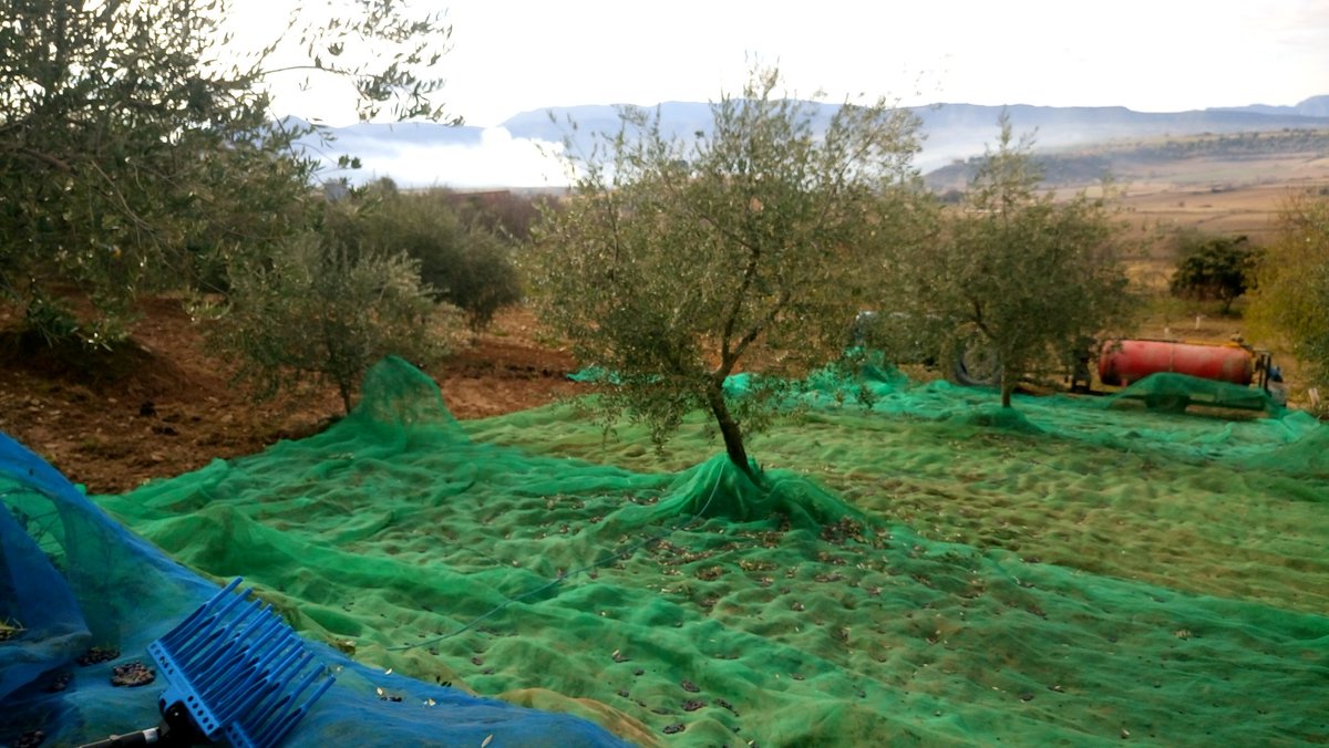 Perijx's tweet image. Temps d'olives!!!!   #alteugust #fruitsdelaterra #resacelebrar #pallaresament