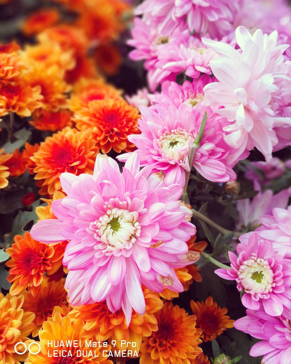 xiaoying112's tweet photo. *\(๑• ₃ •๑)lots of daisy...wowowow...#huawei #huaweimate9 #capturedonmate9 https://t.co/lxeH7zkr0H