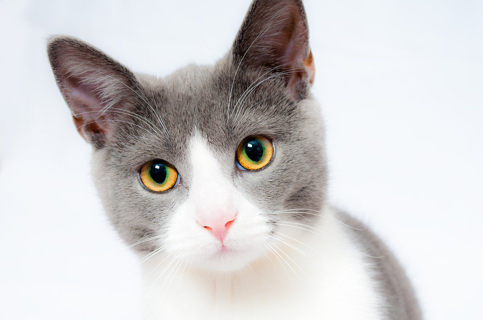 кот белый животное корзина голубые глаза без смс