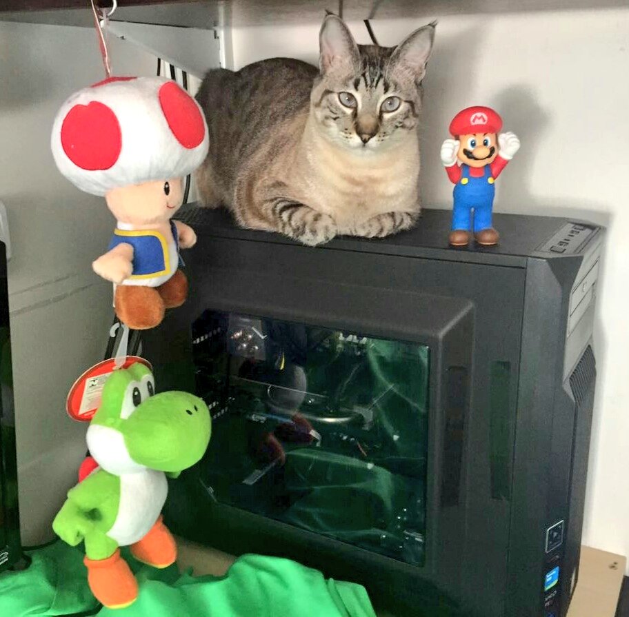 nimdog's tweet photo. Guardiã feroz dos meus games! 😍😺 #twitcat #cats #MarioBros #PCGamer https://t.co/skBxuOH1US