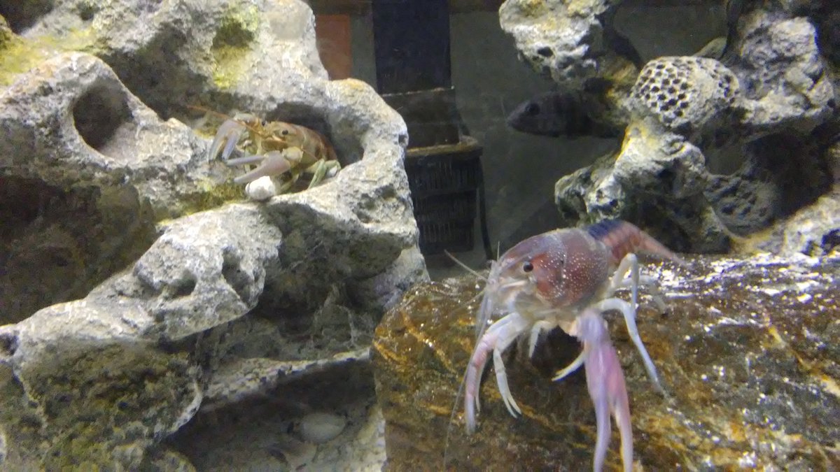 LAKEMALAWI's tweet photo. Some how I inherited 2 crayfish within 3 days my daughter brought home one and a friend didn't want theirs... https://t.co/gBi2C9EcO8