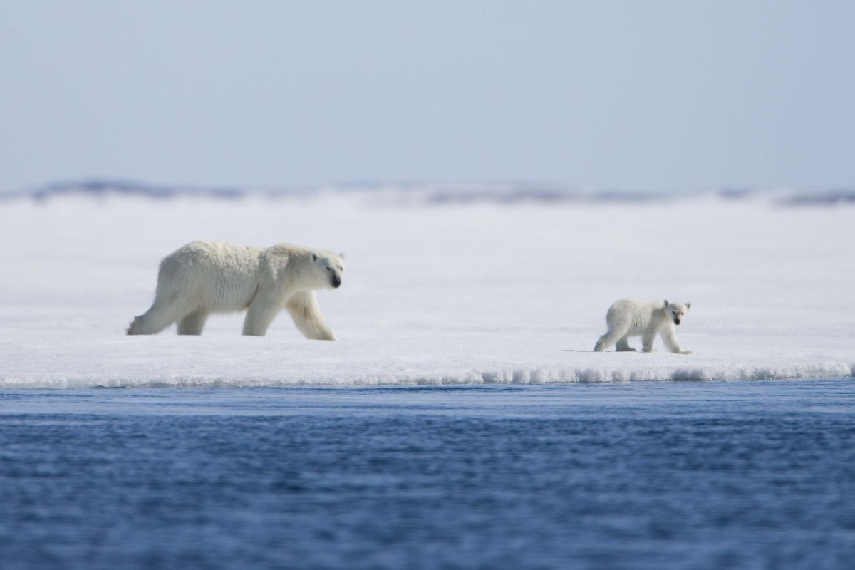 gablescinema's tweet image. @MiChiMu Family Day screening - Arctic Tale 12/10 &amp;amp; 12/11 at 11am at #GablesCinema! gablescinema.com/events/arctic-…