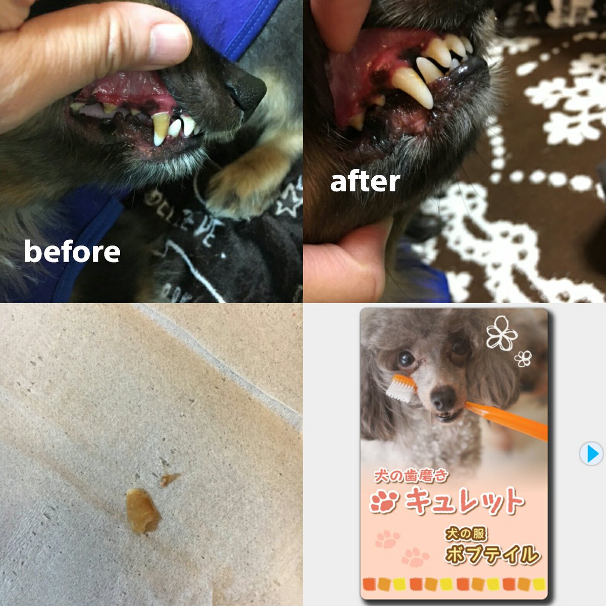 ちょここ Curette Pa Twitter ミニチュアダックスのマロン君の歯磨き体験 歯磨きを購入頂き 早速 磨いてみました と ごろんと 取れた歯石にこれから楽しみですとメールを頂きました 歯石が取れて私も嬉しい ありがとうございました 犬のケア用品 ちょここ Curette Pa Twitter ミニチュアダックスのマロン君の歯磨き体験 歯磨きを購入頂き 早速 磨いてみました と ごろんと 取れた歯石にこれから楽しみですとメールを頂きました 歯石が取れて私も嬉しい ありがとうございました 犬のケア用品