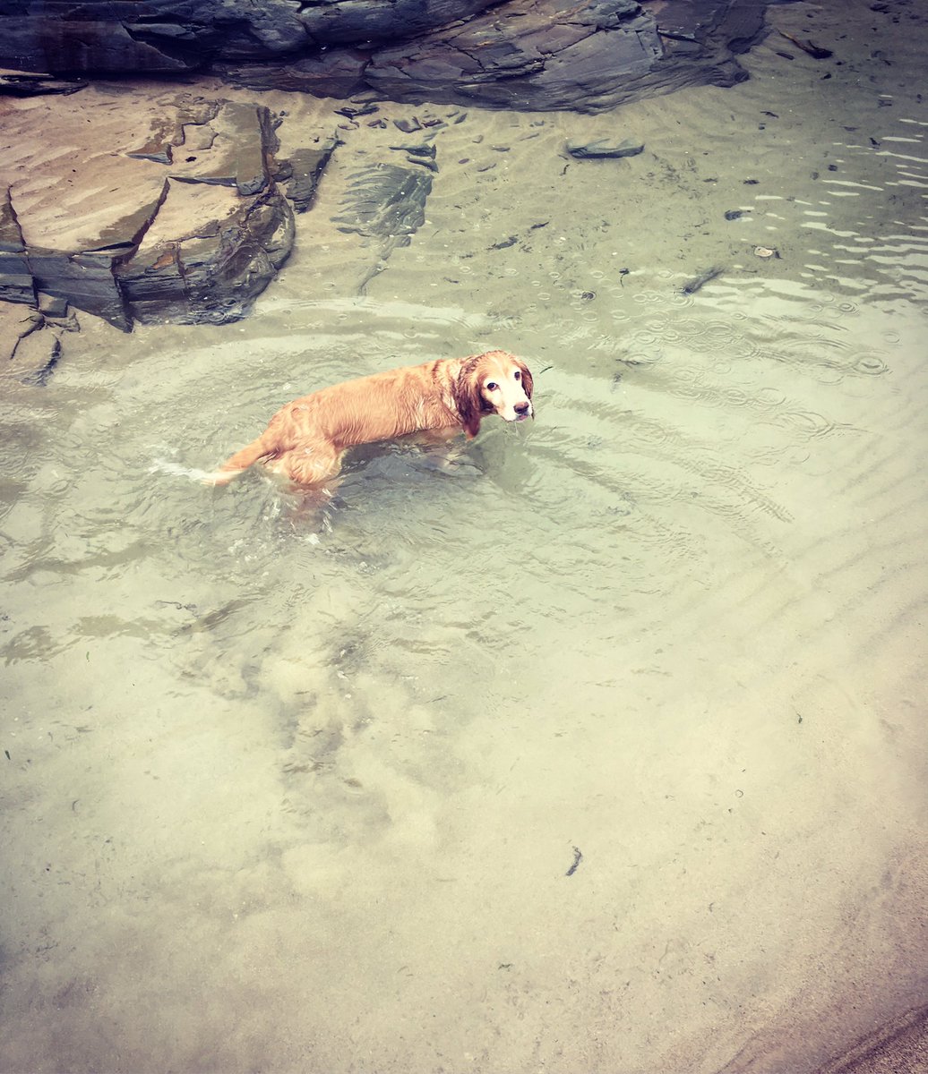 One soggy wet dog on our afternoon walk today! #seaside #kernow #cornwalllife #workingcockerspaniel #clearingthecobwebs #weddingplanner