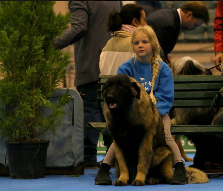 cabecodoseixo's tweet photo. Some pics of the #BeautifulBeast... National #dog show 2016 #Estrelamountaindog #championdogs #Santarém #Portugal https://t.co/gLF1resMqA