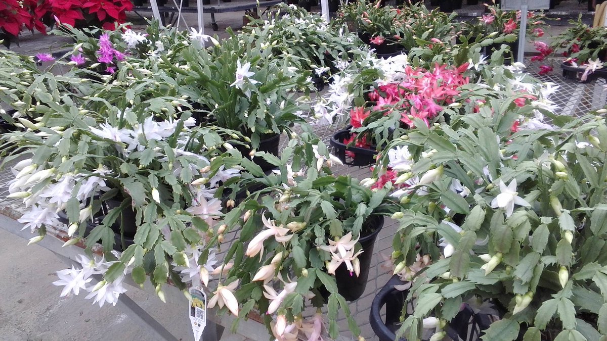 ParksRetail's tweet image. Do you need a gift for the mom who has everything?  Why not a Parks Brothers Gift Certificate?  She can get what she wants and so can you!