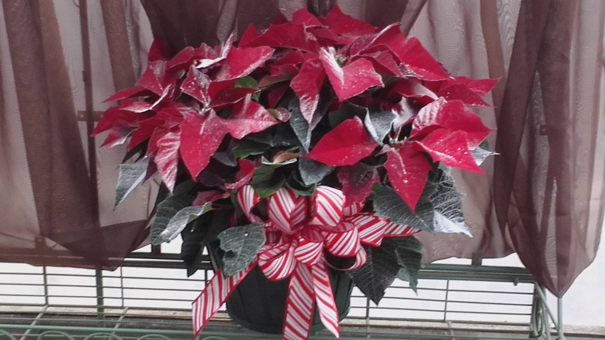 ParksRetail's tweet image. Do you need a gift for the mom who has everything?  Why not a Parks Brothers Gift Certificate?  She can get what she wants and so can you!