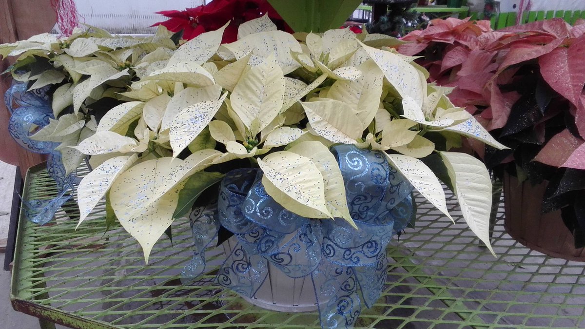 ParksRetail's tweet image. Do you need a gift for the mom who has everything?  Why not a Parks Brothers Gift Certificate?  She can get what she wants and so can you!