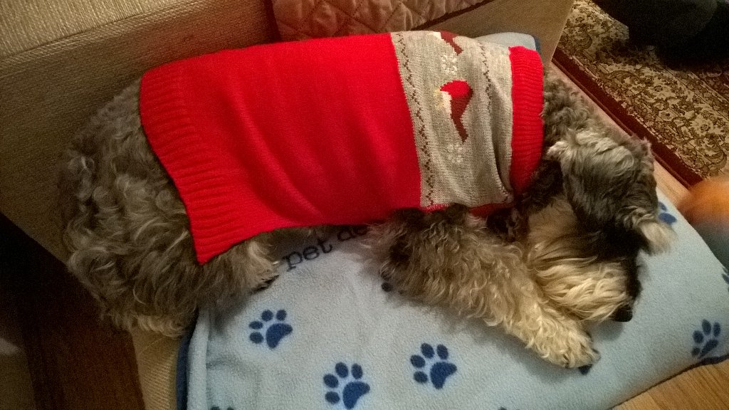 reesipops's tweet photo. Edgar relaxing in his cosy Christmas jumper bought today from @CollaredDog Canterbury #schnauzer #christmasjumper https://t.co/n9NS7VBSUR