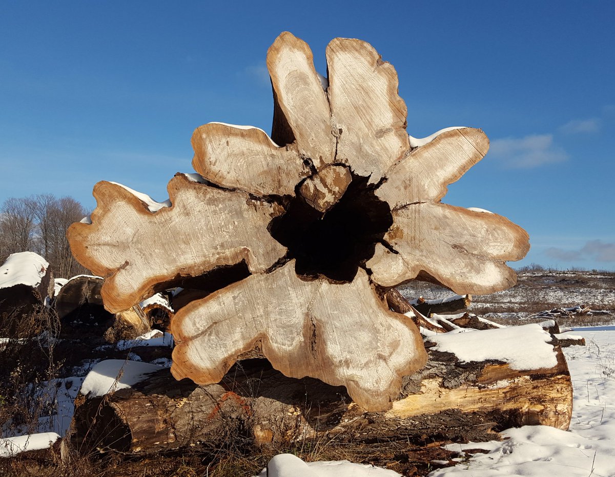 VTTreeGoods's tweet photo. Let it snow! 10' diameter snowflake outside the sawmill:
#vtelm https://t.co/usnN4pdRMm