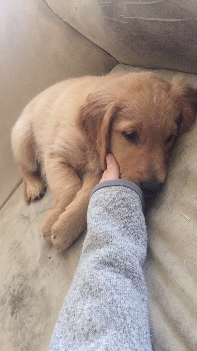 maddeycollins's tweet photo. here are some highlights of Lou's 7 weeks of being on earth:
morning lou, clean lou, lou with friend, lou on the go https://t.co/ADEK9pK1Kf