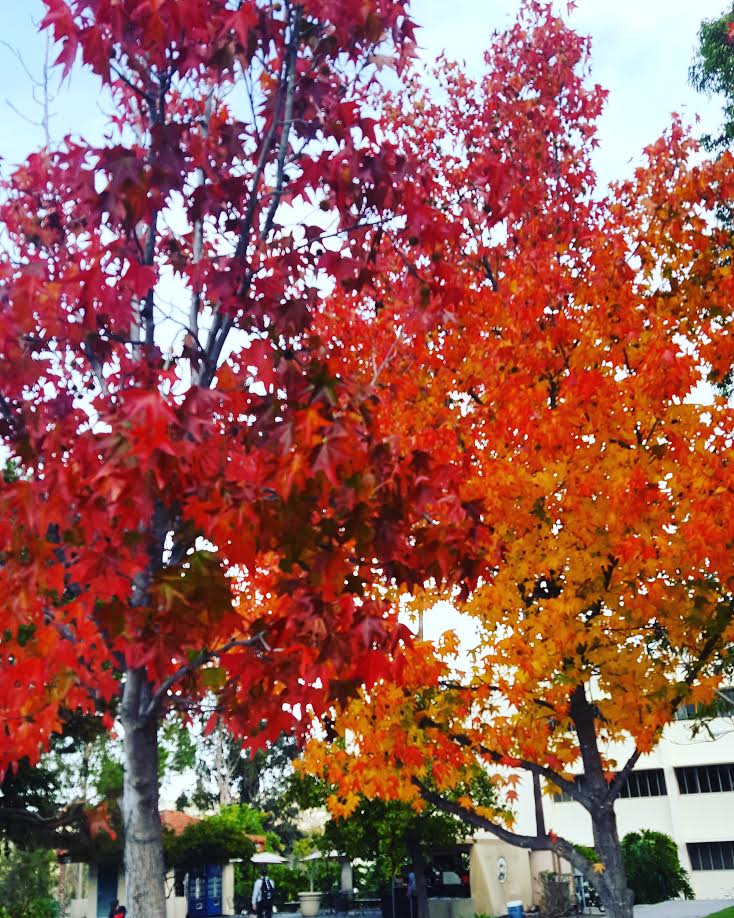 SDSUOmbuds's tweet photo. As seen on campus... 
#fallcolors #SDSU #Aztecs https://t.co/hEKPdJ2sQy