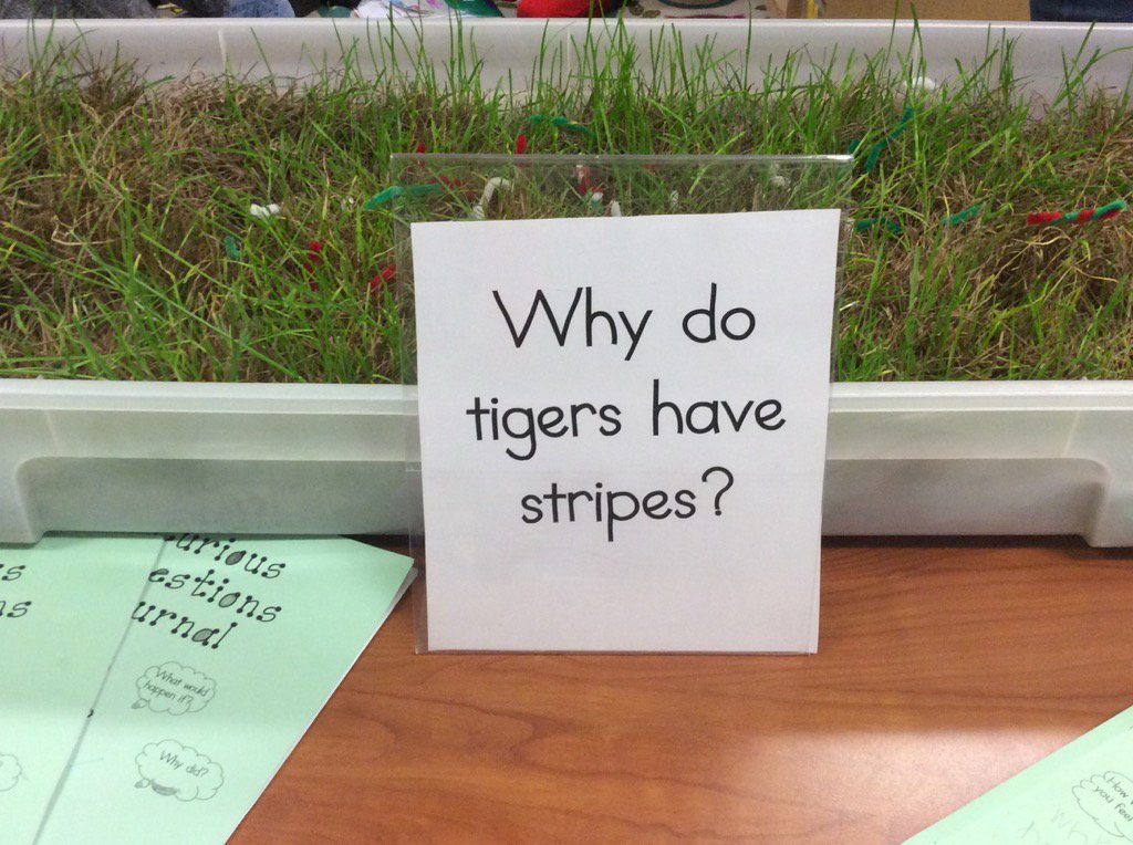 TESPrincipal's tweet photo. Hmmm...why do tigers have stripes? #prepbl #pre1617 #curiosity https://t.co/LFiEFoif74