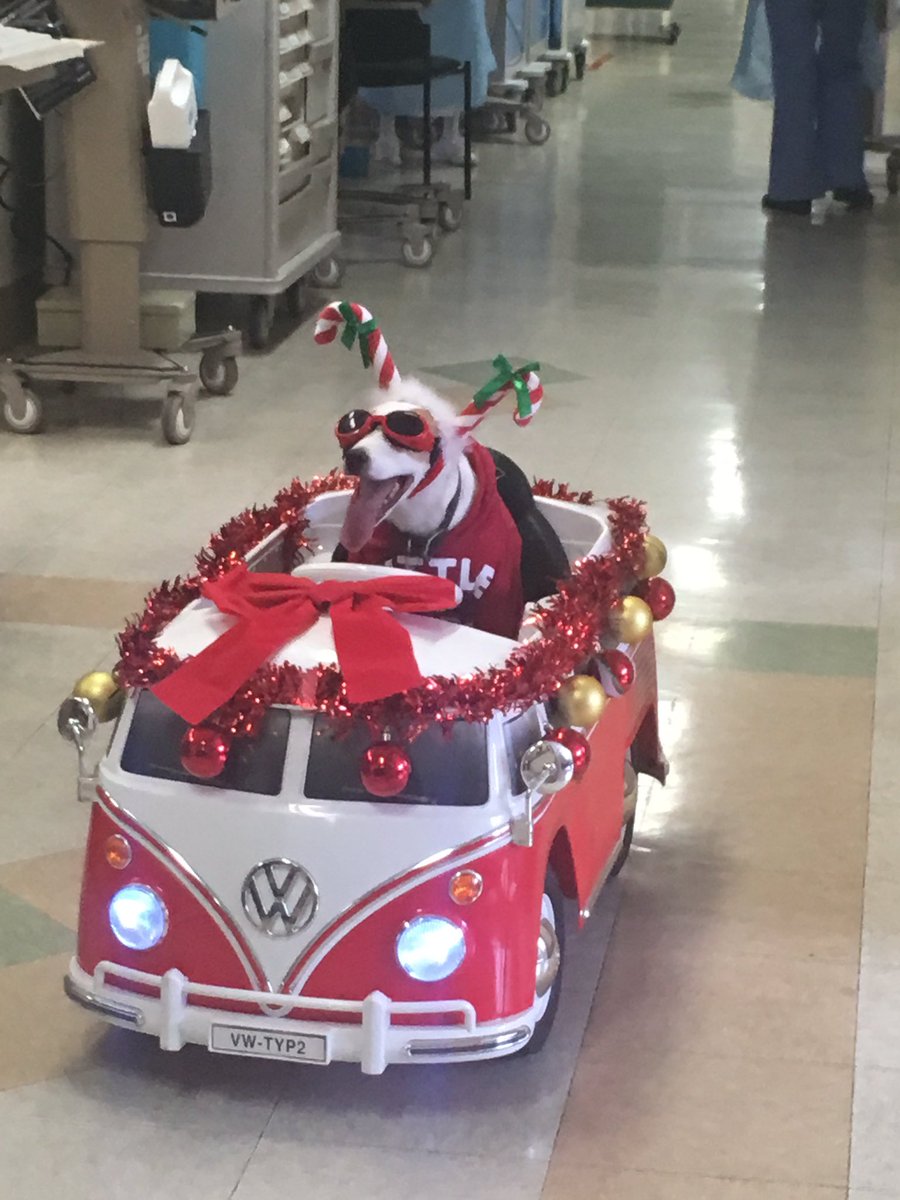 _juliiees's tweet photo. My mom works at a hospital &amp; they have this service dog go around to cheer up patients. Here he is earlier today with the Christmas spirit😂😊 https://t.co/5J6f9tlOp4