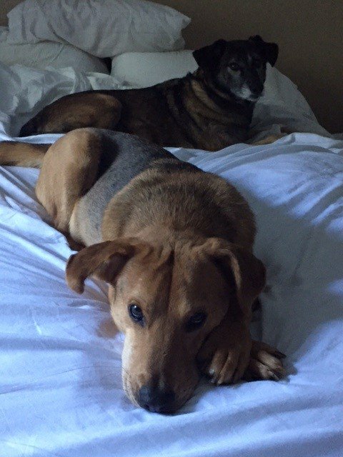 SaveOneSoulARL's tweet photo. The Story of Bentley Jackson and his 6 years in rescue https://t.co/UH3Sn6dVGv https://t.co/vntRardaS8