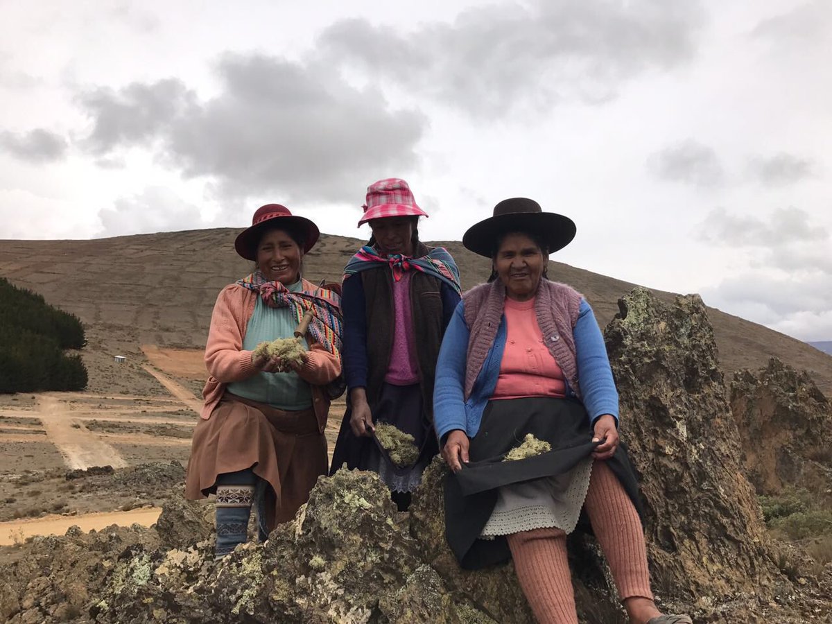 Huancarani women join us in collecting Kakasunkas(usnea sp) lichens used to dye woven #altitude #culture #coloring