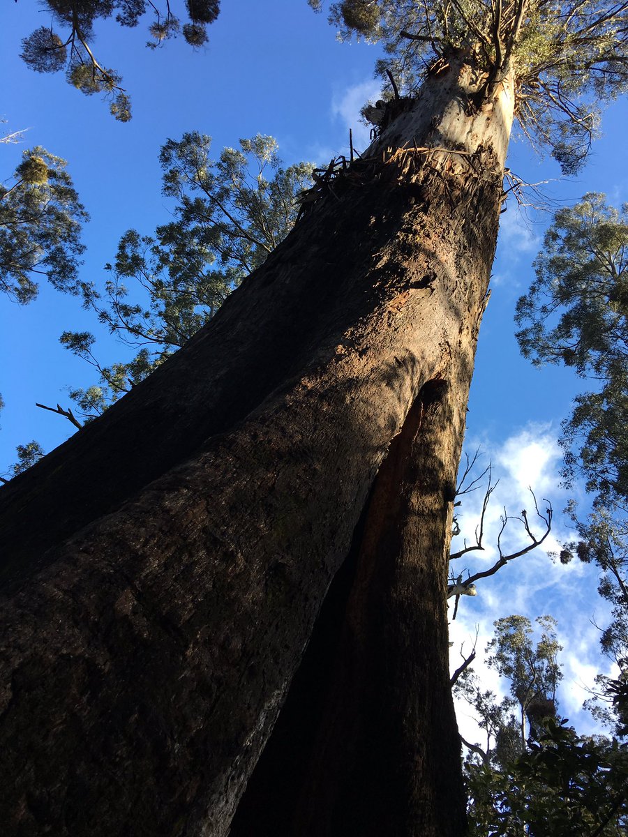 Great Forest NP tweet media