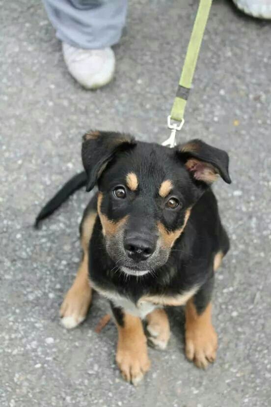 Hi #friends! #puppies