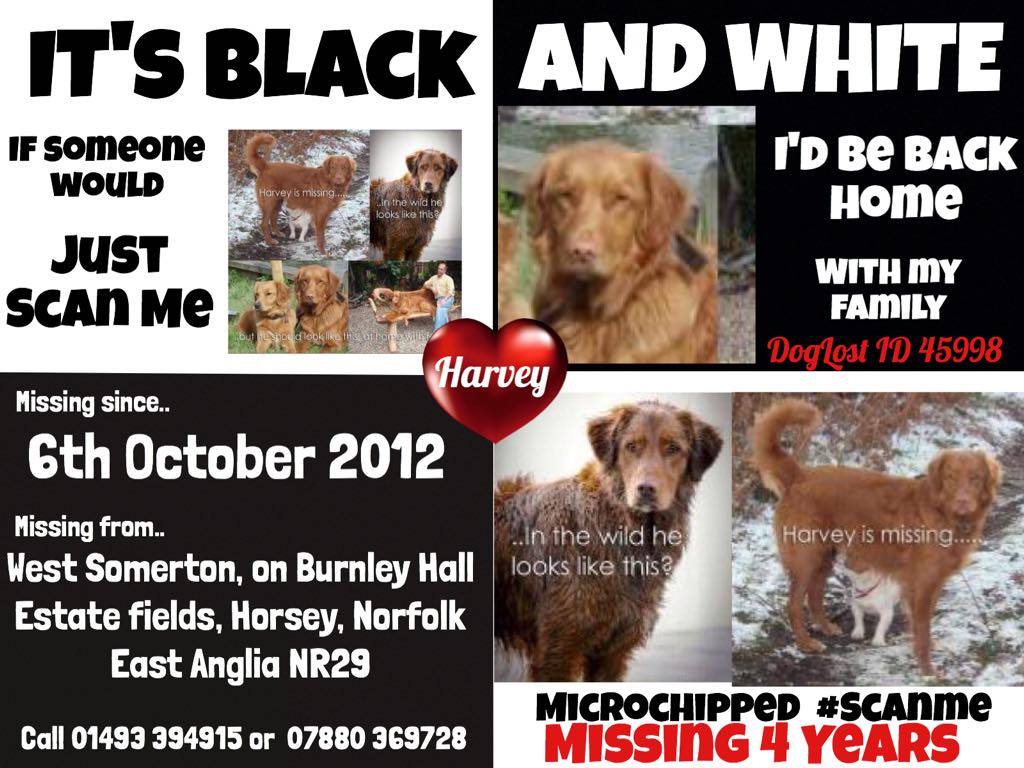 FindOurPup's tweet image. 